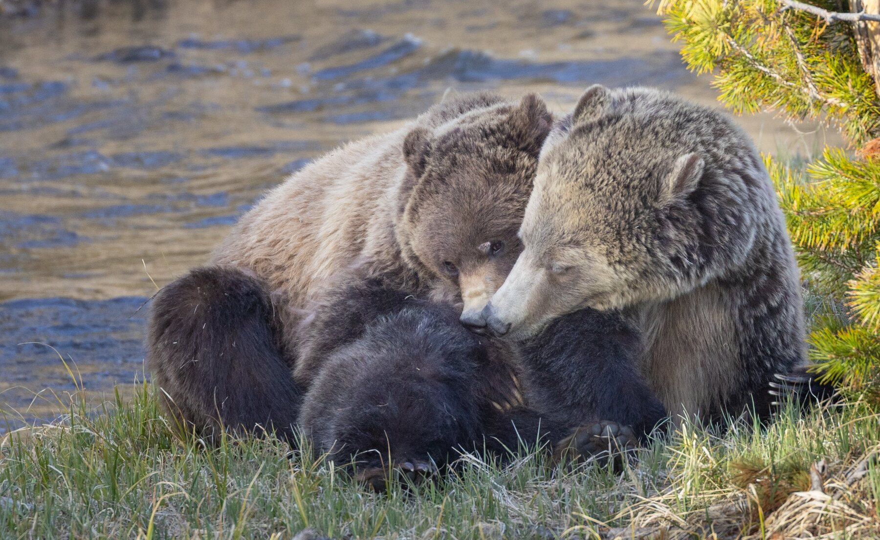 A grizzly bear family resting together near the water