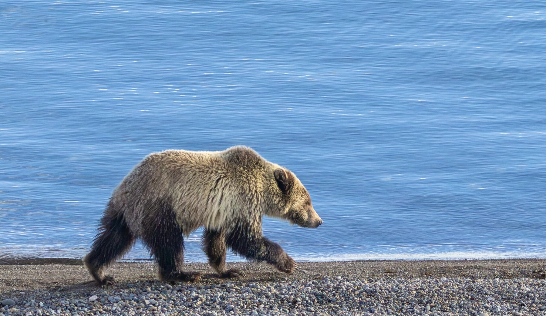 A grizzly bear walking along a blue lakeshore
