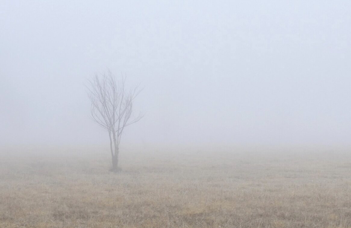 A lone tree emerging through a foggy landscape